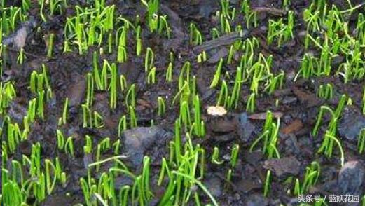 怎样种植芹菜和香菜,怎么种香菜韭菜视频