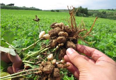 花生青虫最佳防治方法,花生容易发生什么病虫害