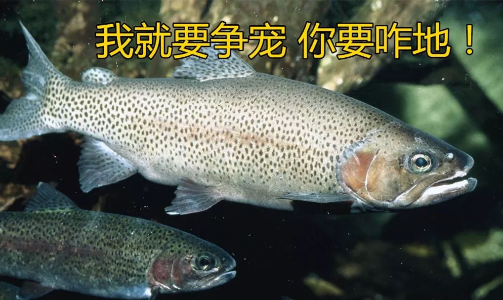 虹鳟跟三文鱼能一眼看出来吗,虹鳟和三文鱼