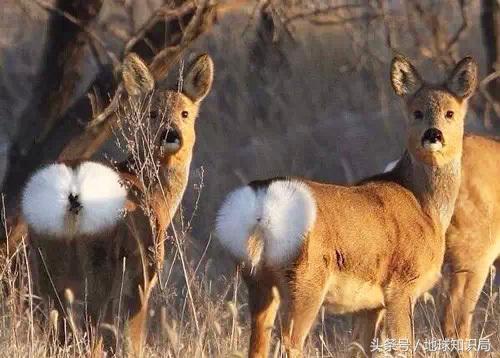 中国的北极领土,中国的北极村在哪