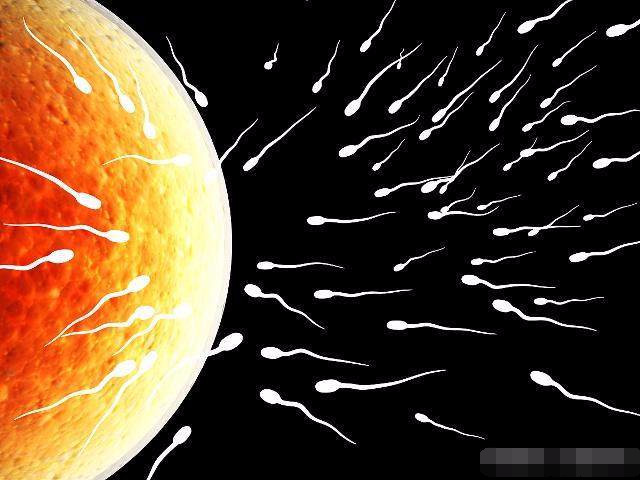 精子没有成活都去哪里了,精子没受孕为什么会死呢