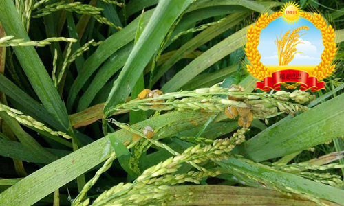 水稻稻穗起霉是什么原因,水稻后期稻穗有霉变怎么办