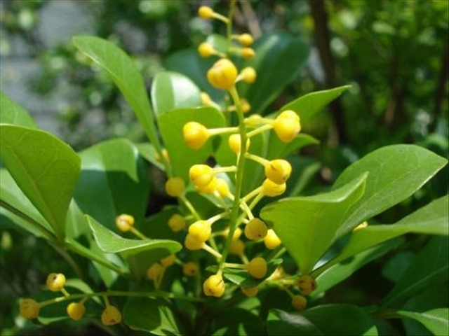 怎么养好米兰花盆栽呢,米兰花养护方法和注意事项