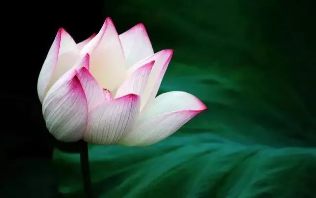 当诗文遇上荷花，醉了这一夏