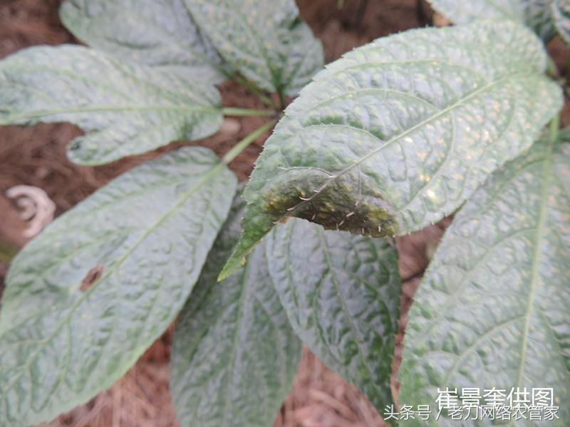 病害｜我家三七叶片这是怎么了？请专家帮忙看看