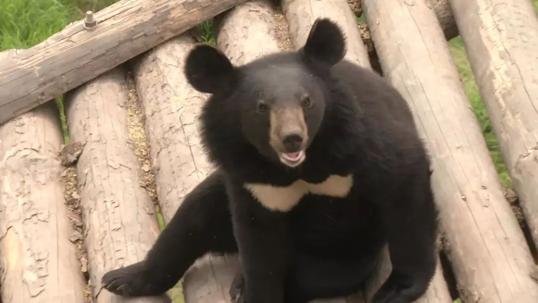 看日出、逗黑熊……从抚远出发穿越“两极”