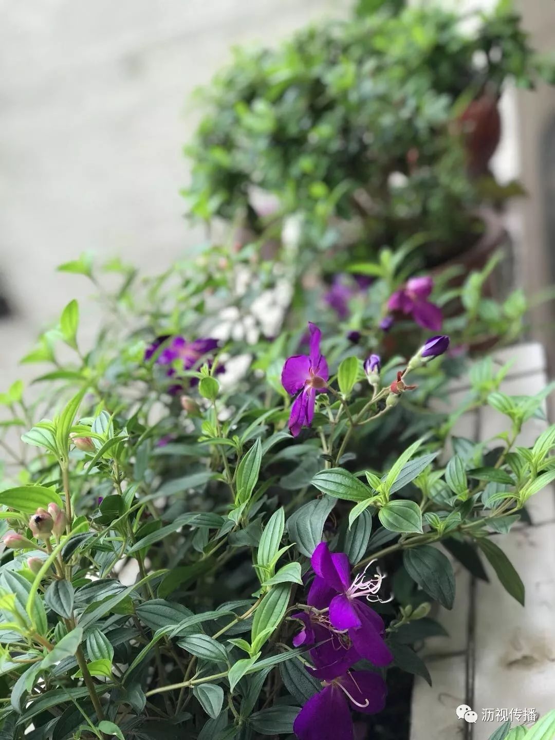 最美庭院评选,寻找最漂亮的花园小院