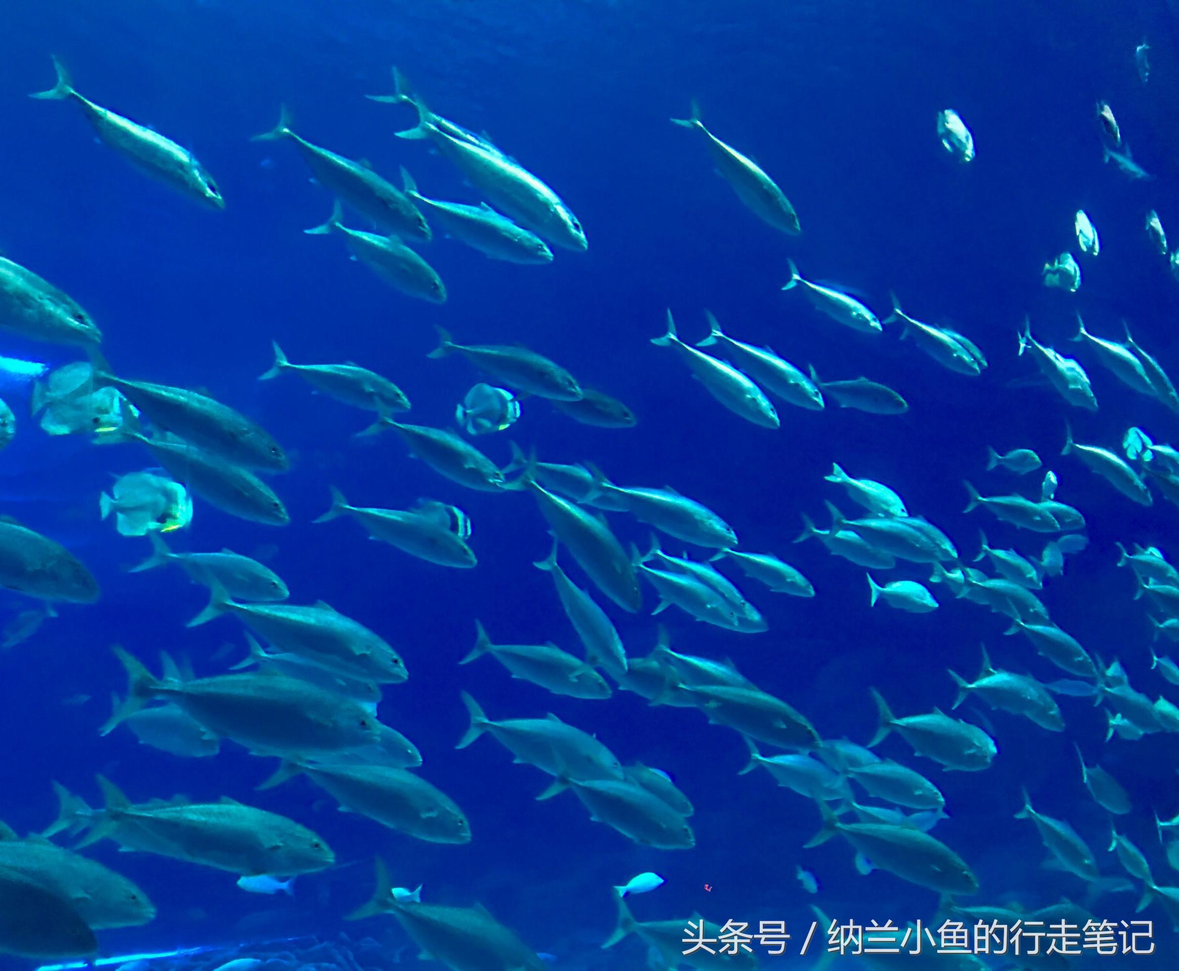 珠海长隆海洋王国带你体验,体验珠海长隆海洋王国