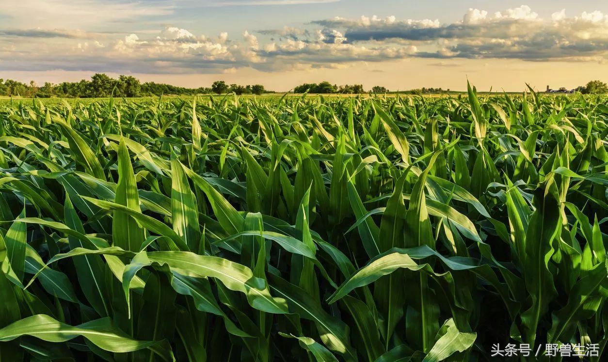 大脑退化不一定会脑萎缩,大脑贫血会有什么状况