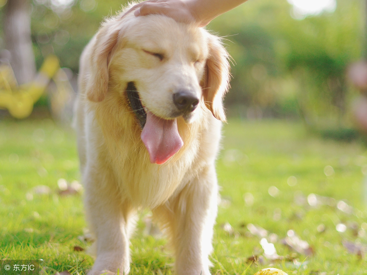 狗狗老是乱叫这两招帮你解决,如何纠正狗狗爱叫人的坏习惯