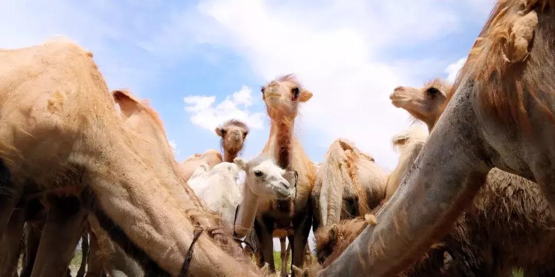 来看看哪些摄影作品入选27届国展,一月最佳手机摄影作品评选