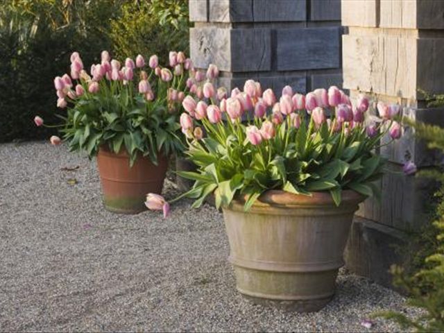 水培郁金香为啥发出来的芽发黄,郁金香叶子发黄怎么回事