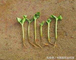 立枯病防治方法视频,立枯病怎么治疗好得快