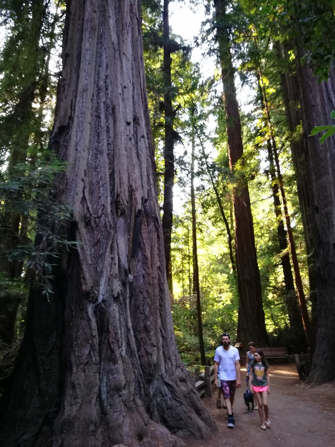 原始森林房车游记,红杉林房车自驾游