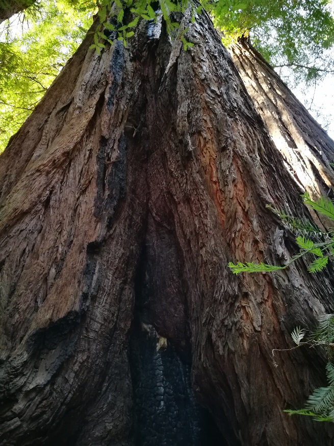 原始森林房车游记,红杉林房车自驾游
