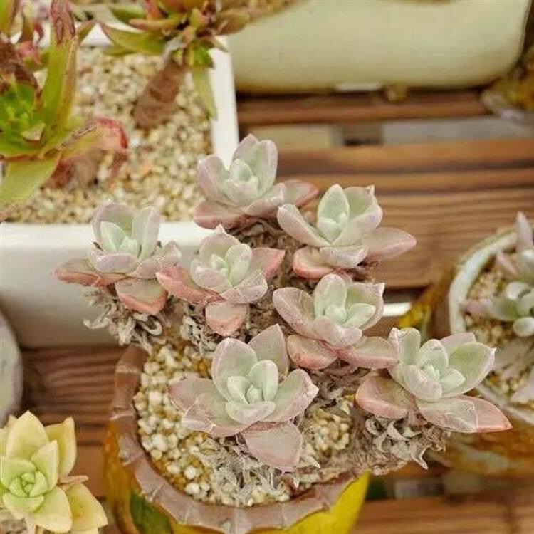 多肉爱杜丽丝仙女杯养护,多肉植物中的仙女杯