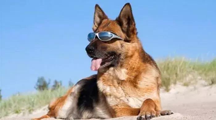 狗狗中暑主人伤心,狗狗中暑急救处理方法