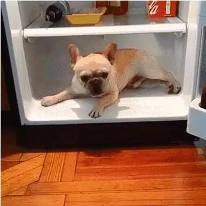 狗狗中暑主人伤心,狗狗中暑急救处理方法