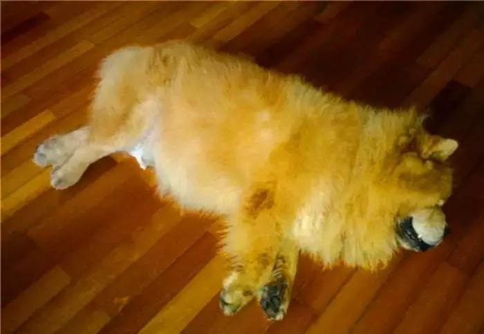 主人送狗狗去寄养,夏天怎样预防宠物狗中暑