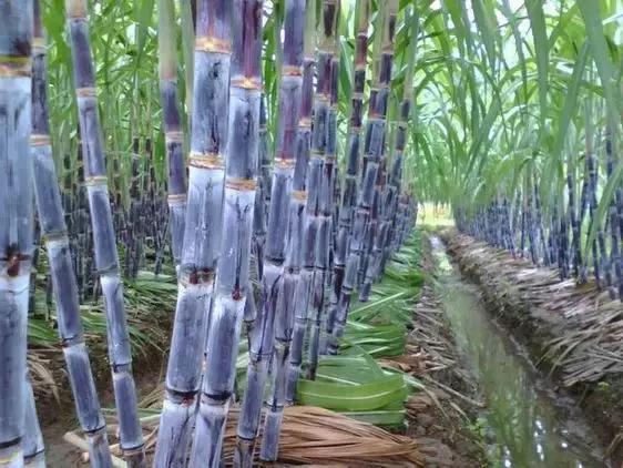 常见农作物种植常识,全国各省种植最广的农作物分布图