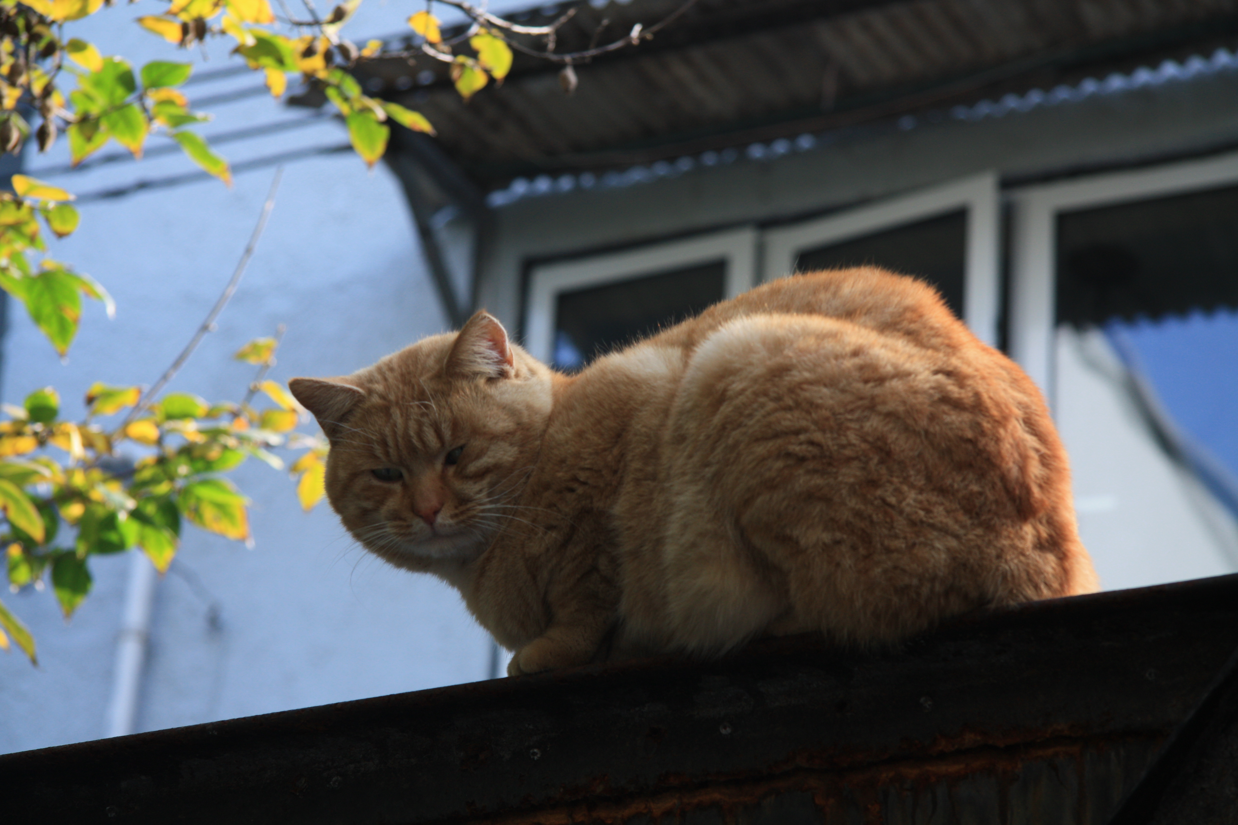 最胖的橘猫是什么品种,橘猫胖到50斤怎么办