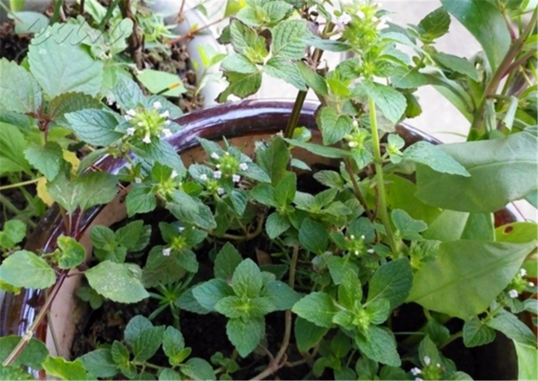 农村什么野草止血,路边一种野草止血很有效