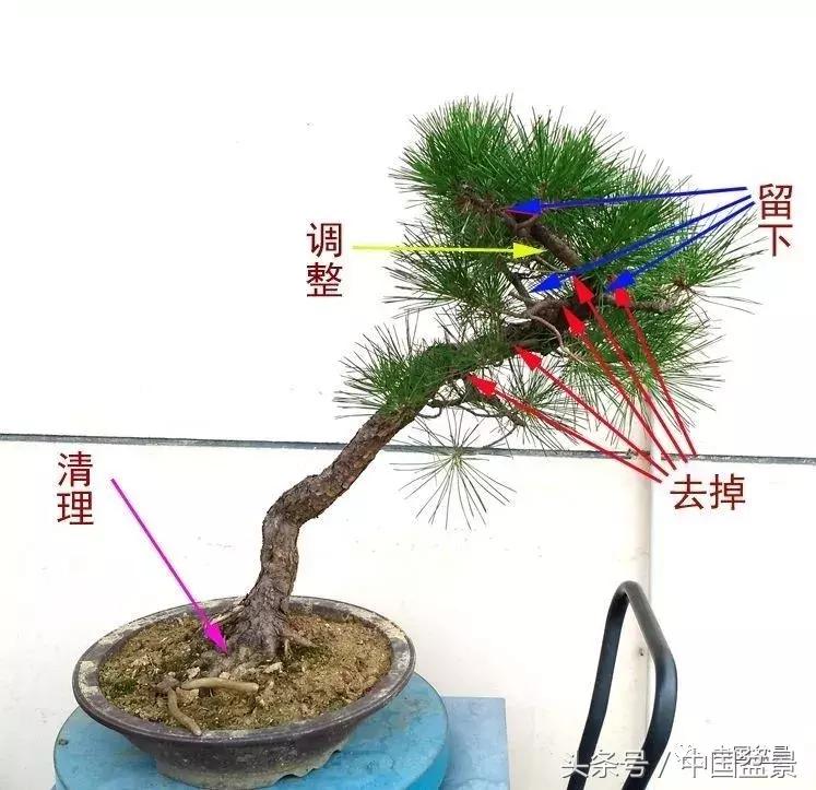 小林国雄黑松文人树盆景,黑松文人树盆景造型