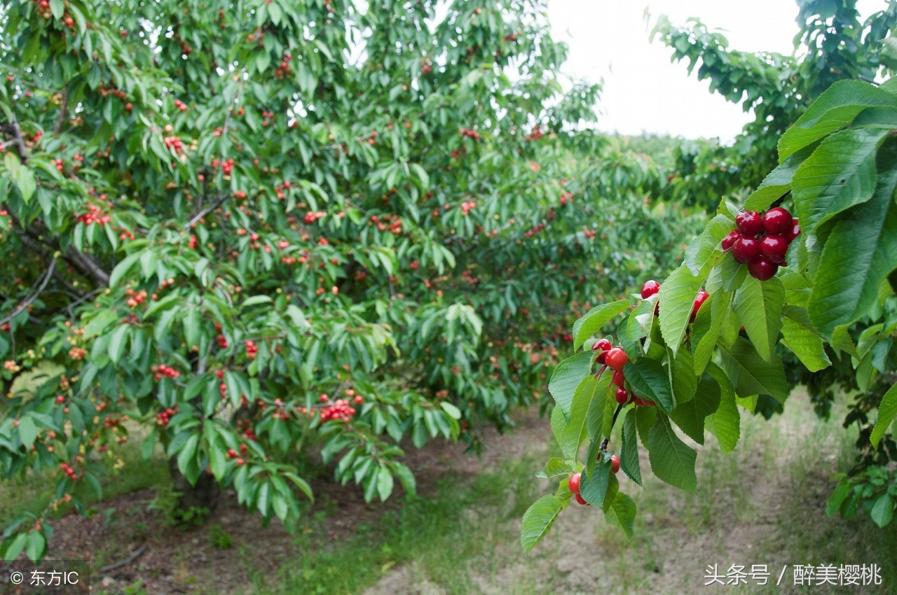 大樱桃最好种植方法,教你科学种植大樱桃车厘子树