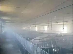 「爱猪百科」产房怎么消毒才有效？