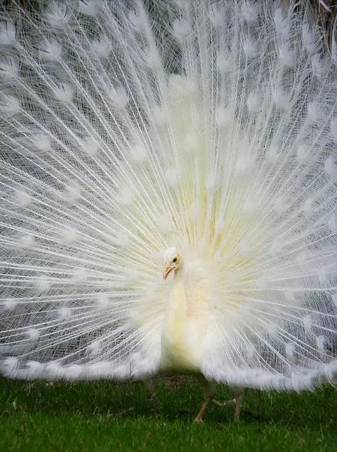 枫林诗苑,枫林诗苑诗词大全