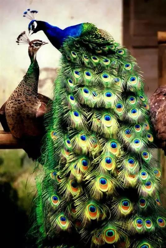 枫林诗苑,枫林诗苑诗词大全