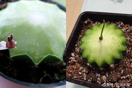 仙人球烂心切一半,仙人球拦腰削断后上半段能不能活