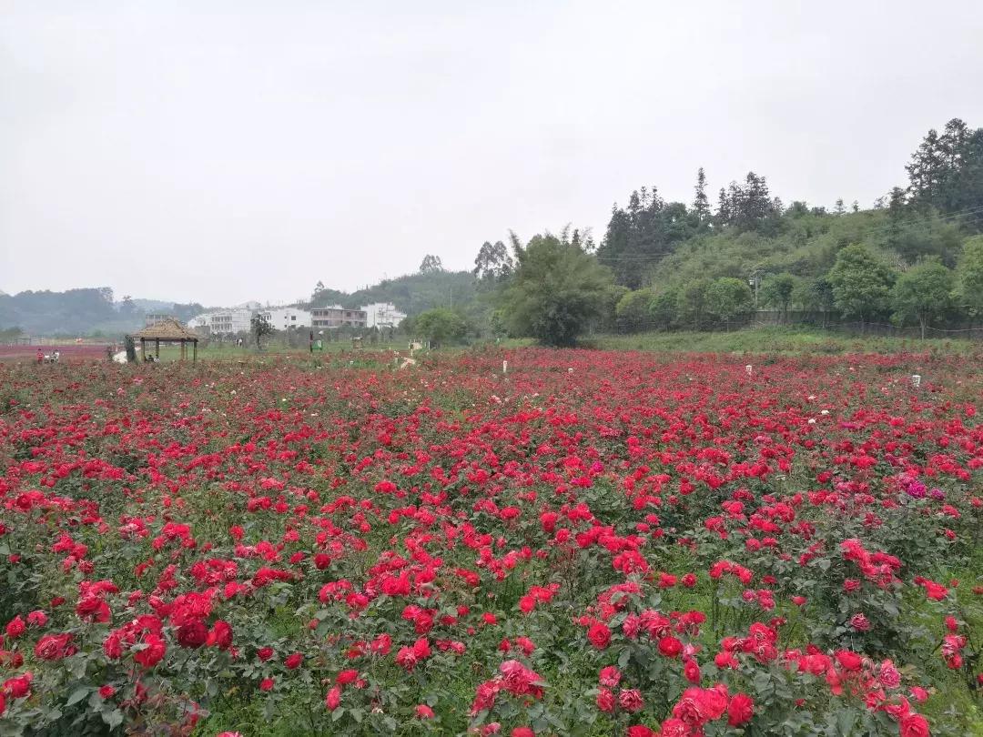 七夕将至，黄姚花海正值赏花期，相约一场简单爱！