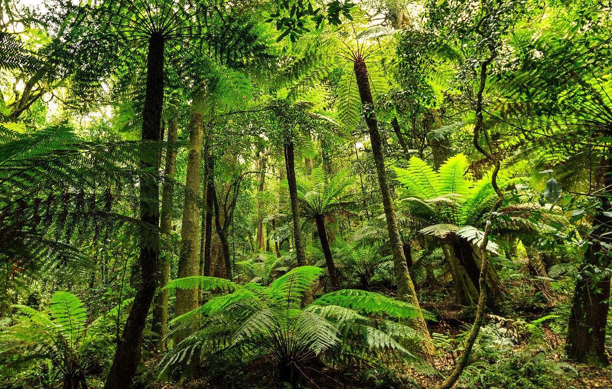 澳大利亚东部气候分布狭长的原因,澳大利亚大陆属于什么气候