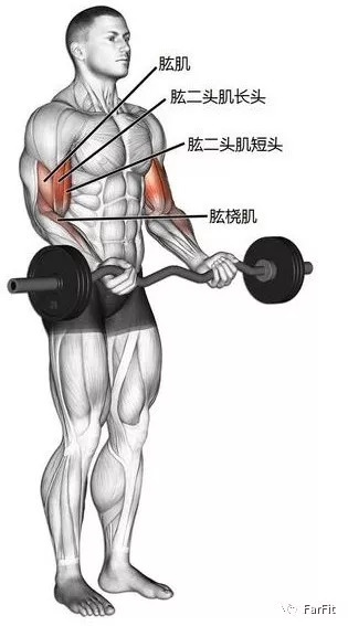 让手臂肌肉更饱满的动作,让手臂变粗练三头