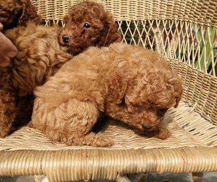 微商微信精准引流推广加人怎么加,微商怎么被动引流客源