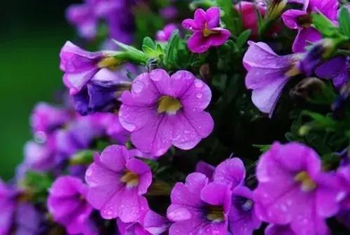 过期的药品能用来养花吗,所有过期药片都可以养花吗