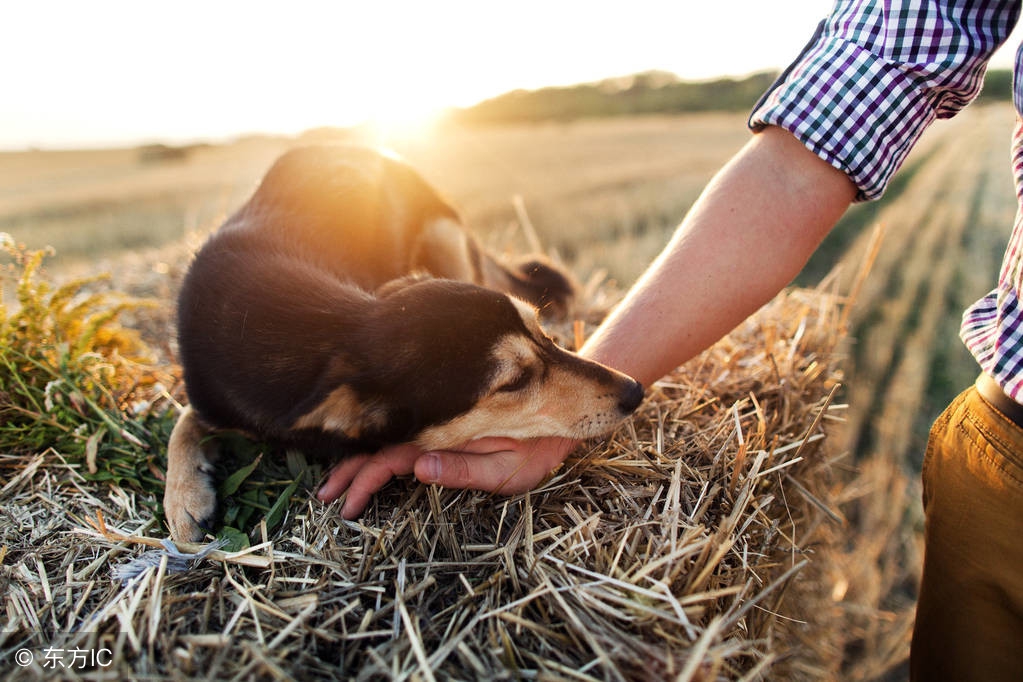 狗狗应聘岗位是什么,狗狗应聘工作