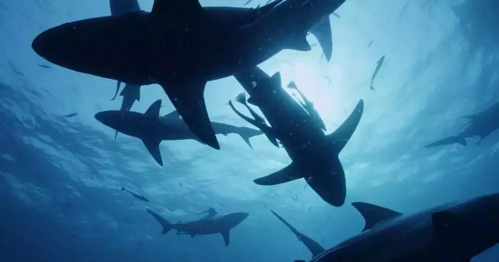 如果没有这部9.6，血腥猎奇的电影还要骗我们多久？