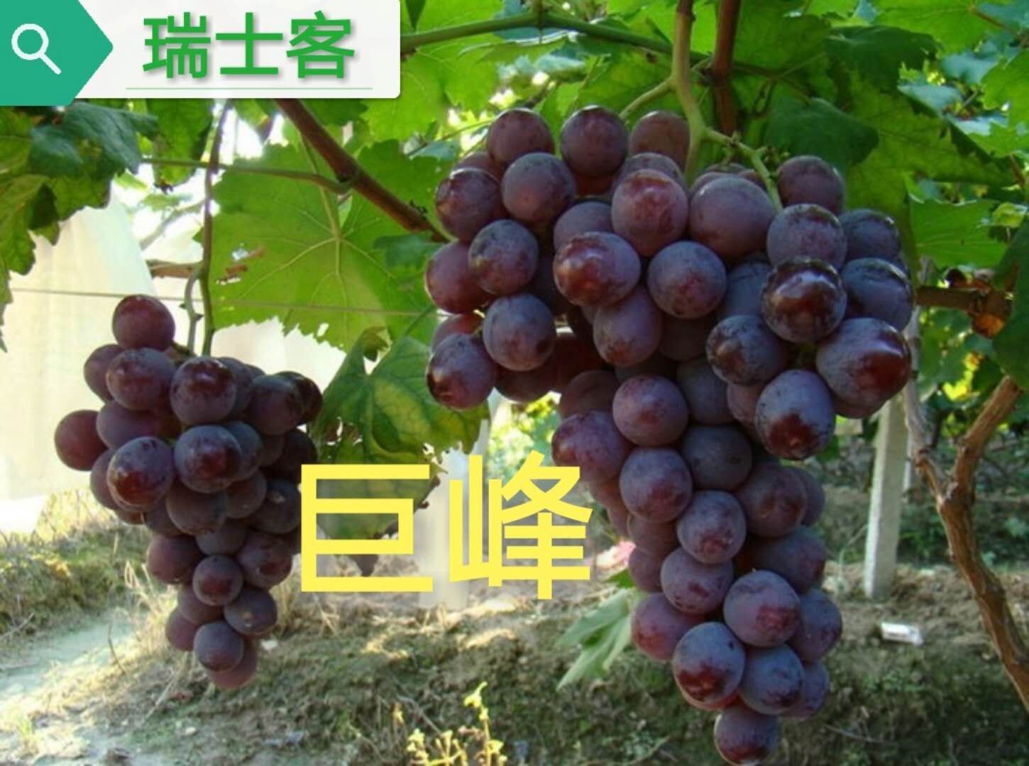 巨峰葡萄最新早熟品种,最适合巨峰葡萄最新种植技术