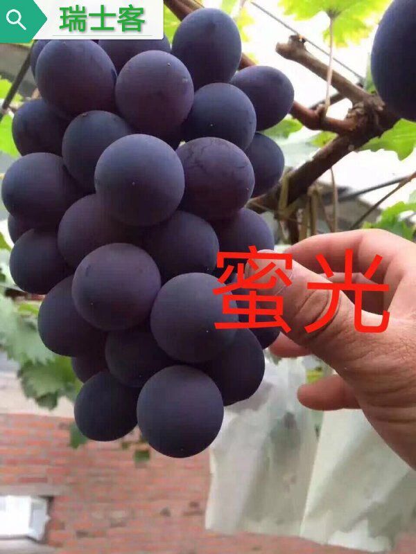 巨峰葡萄最新早熟品种,最适合巨峰葡萄最新种植技术
