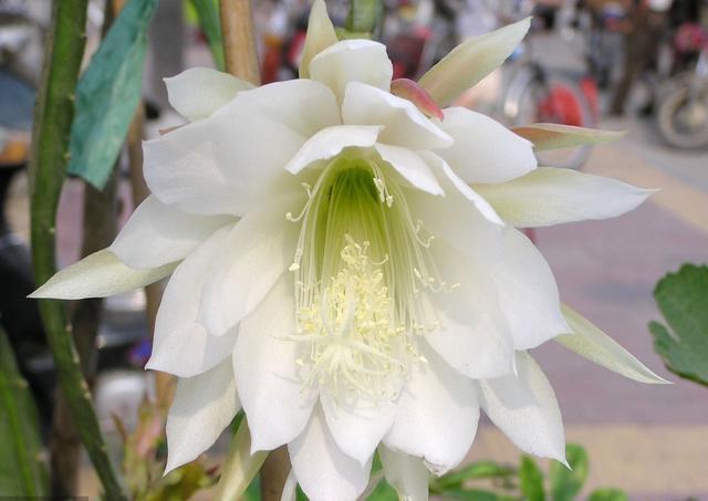 昙花扦插方法和注意事项,扦插昙花时候需要营养液吗