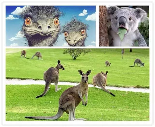 为什么有的澳洲保健品代购很便宜,美国和澳洲保健品哪个好