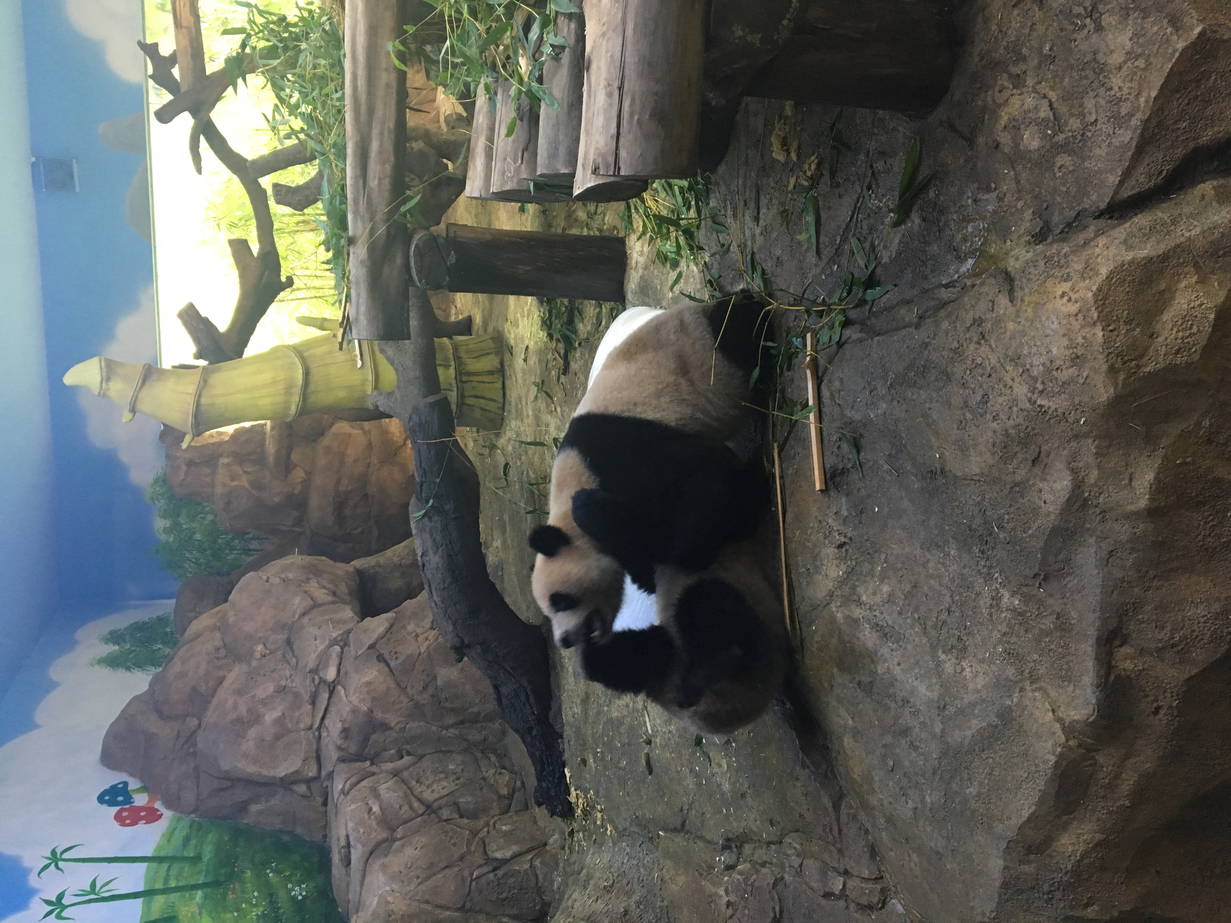 长隆野生动物园游玩攻略,长隆野生动物园