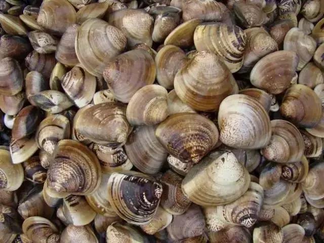 海南的鱼类大全,海南鱼类大全图片