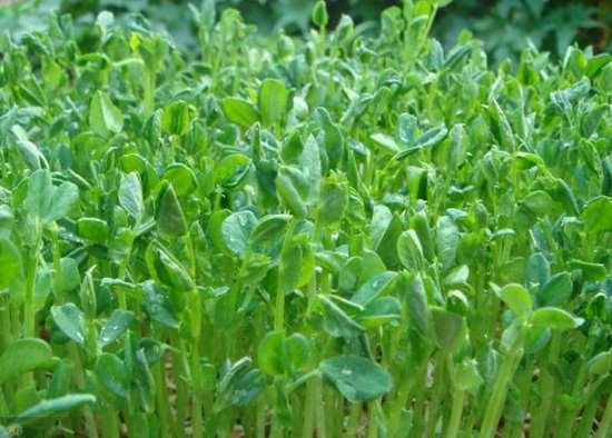 这菜营养不输西兰花，播种20天可采收，连收10次，每亩可达万元！