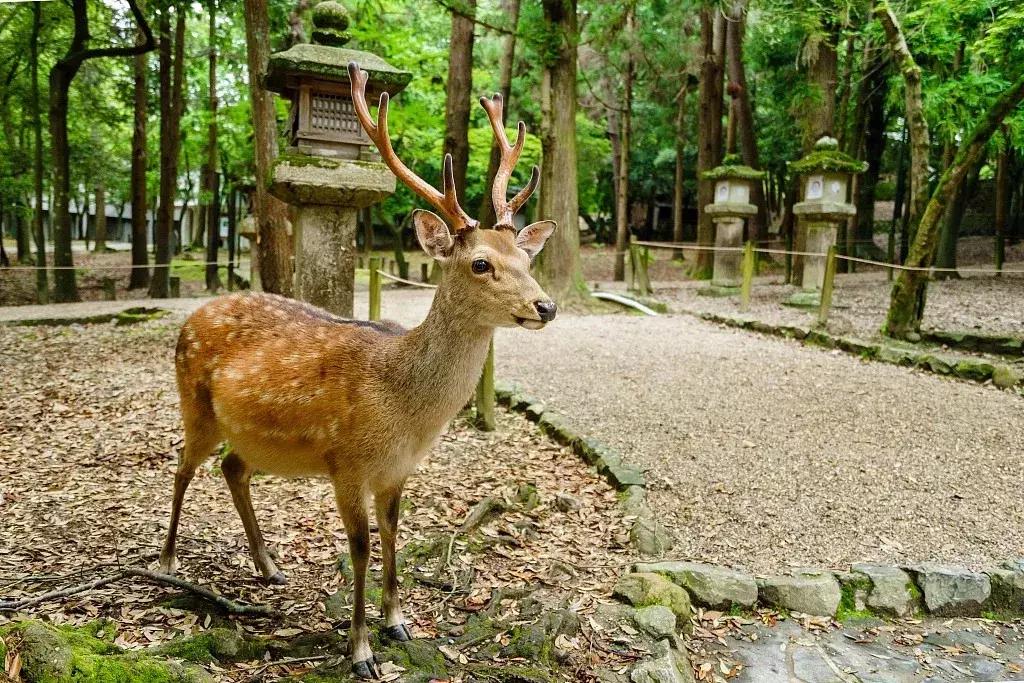 日本机场等候行李视频,日本搬行李视频