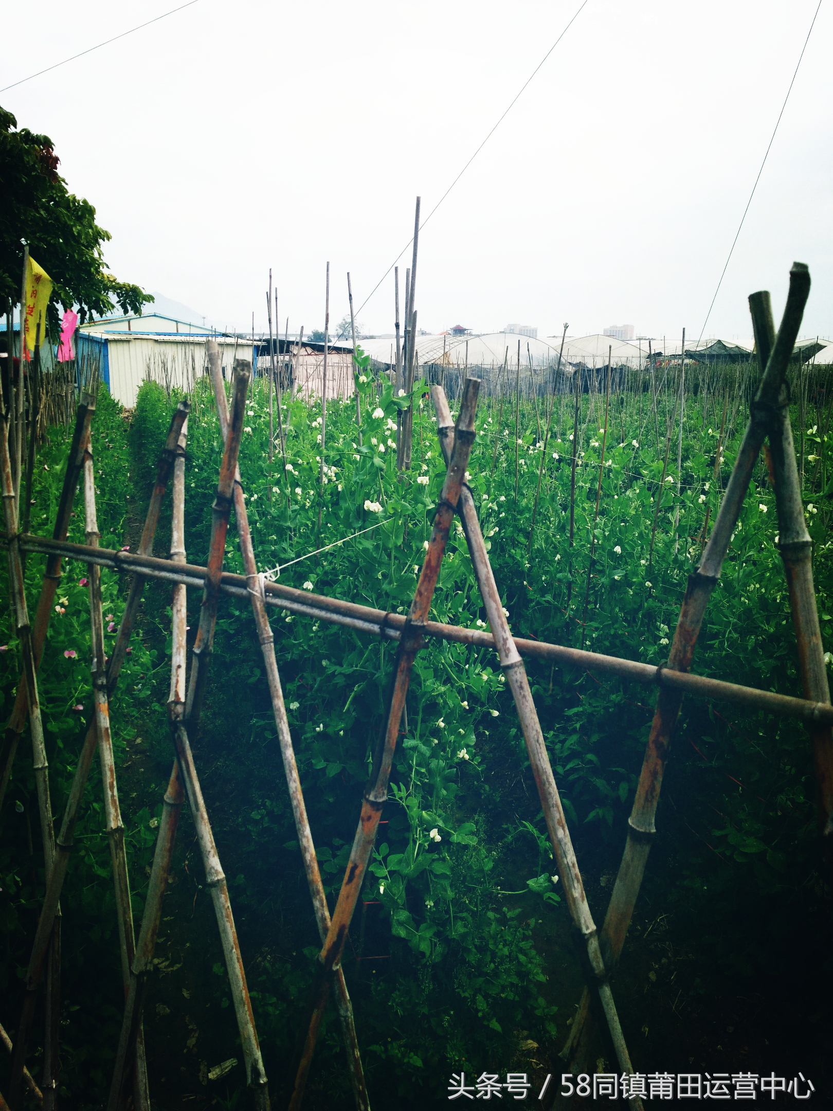 莆田西天尾镇地图,莆田市荔城区西天尾镇