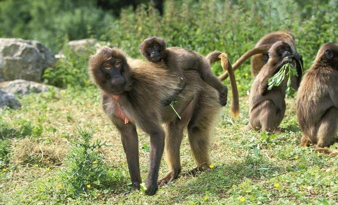 狒狒这种动物的样子,长得最奇葩的狒狒