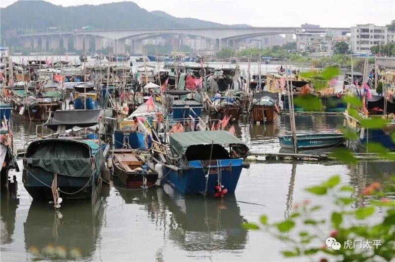 虎门新湾渔港新闻,虎门镇新湾最新消息